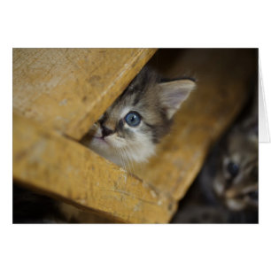 Peek-A-Boo