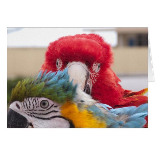 Peek a Boo (Front Horizontal)