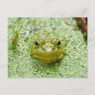 Peek-a-boo frog postcard