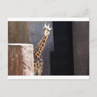 Peek-a-boo giraffe postcard