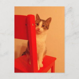 Peek a Boo Kitten Postcard