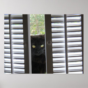 Peek-a-Boo Kitty, Cat in the Window Poster