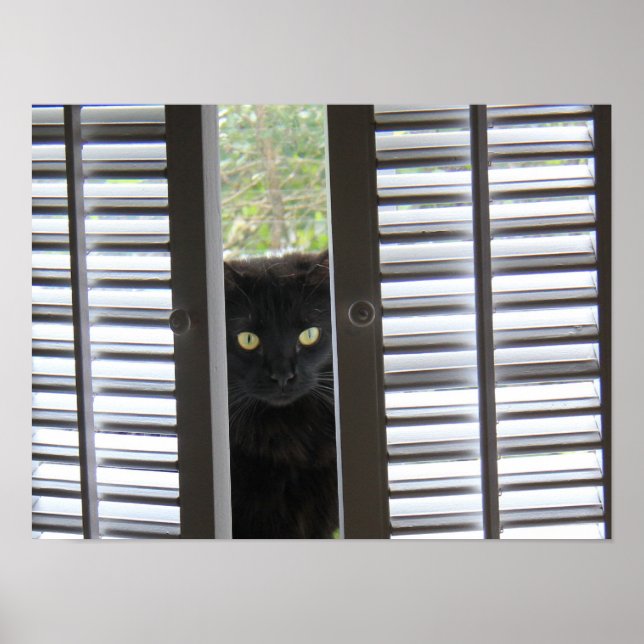 Peek-a-Boo Kitty, Chat dans la fenêtre Poster (Devant)