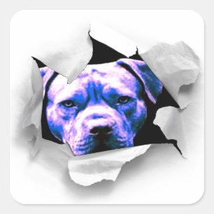 Peek A Boo Pit Bull Square Sticker