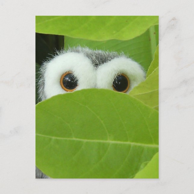 Peek-A-Boo Postcard (Front)