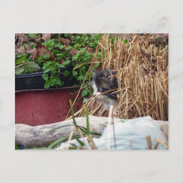 Peek-a-Boo Postcard (Front)