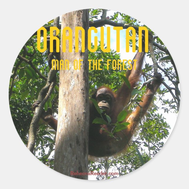 Peek a boo Primate - orangutan stickers (Front)