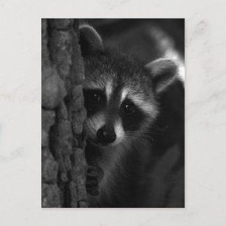 Peek-a-Boo Raccoon Postcard