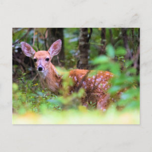 Peek-a-Boo - Spotted Fawn in the Brush -  Postcard