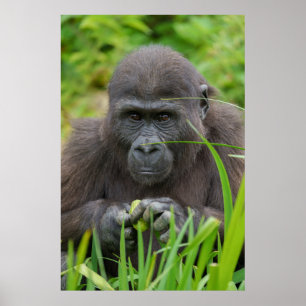 Peek-a-Boo with Baby Gorilla Poster
