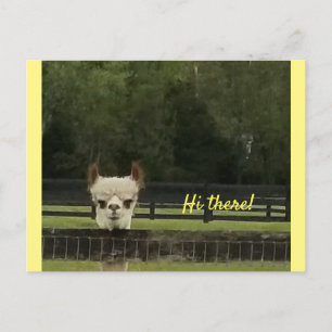 Peekaboo alpaca  postcard