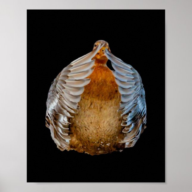 Peekaboo Duck Poster (Front)