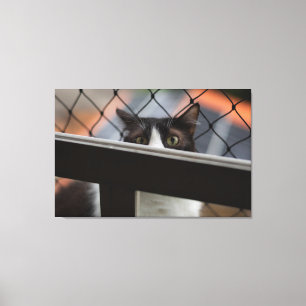 Peekaboo Tuxedo Cat Peeking Over Ledge Canvas Print