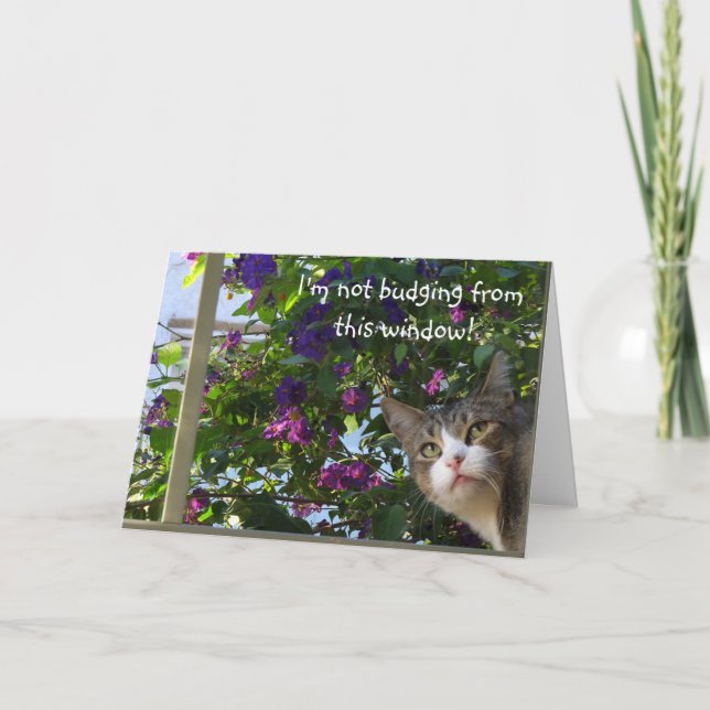 Peeking Cat Christmas Card (Front)