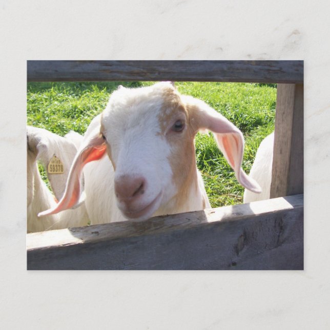 Peeking Goat Postcard (Front)