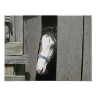 Peeking Horse Photo Print