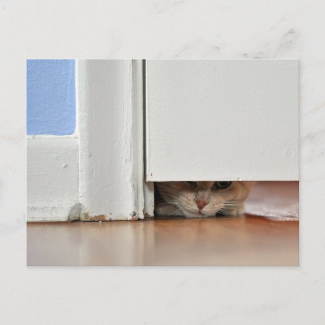 Peeking Kitty Postcard (Front)