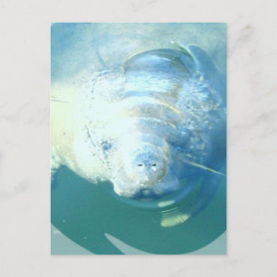 Peeking Manatee Postcard