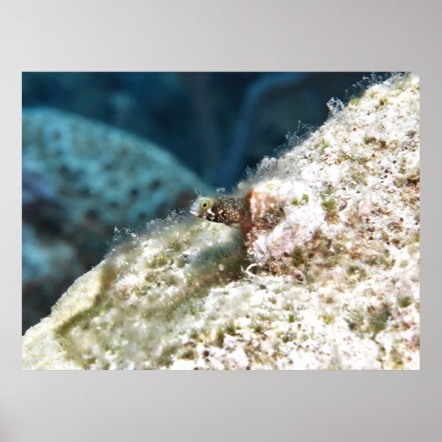 Peeking Secretary Blenny Poster (Front)