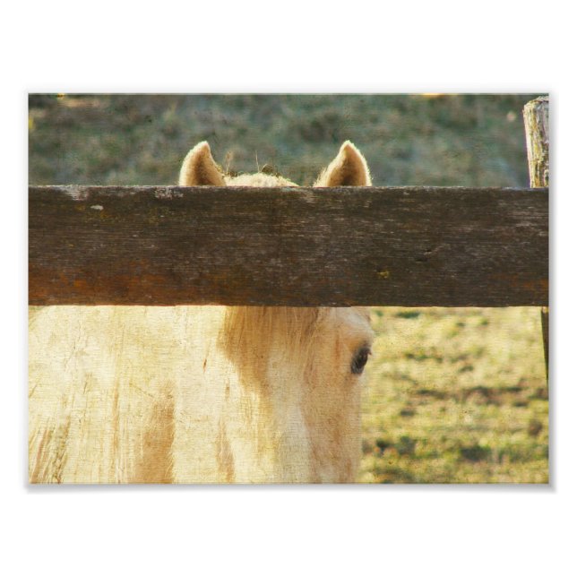 Peeking Through The Fence Photo Print (Front)