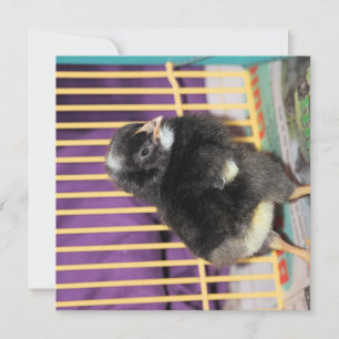 Peep Card