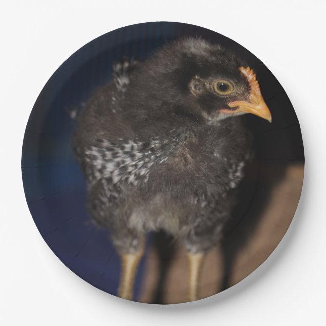 Peep Paper Plate (Front)