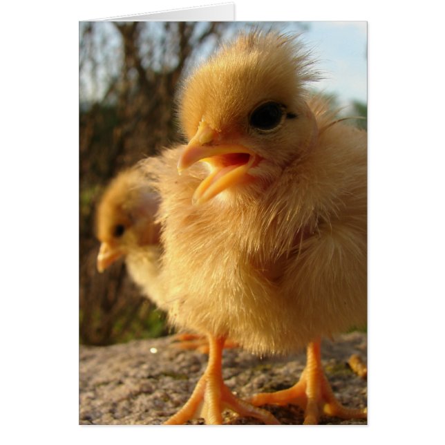 Peep!  Peep! (Front)