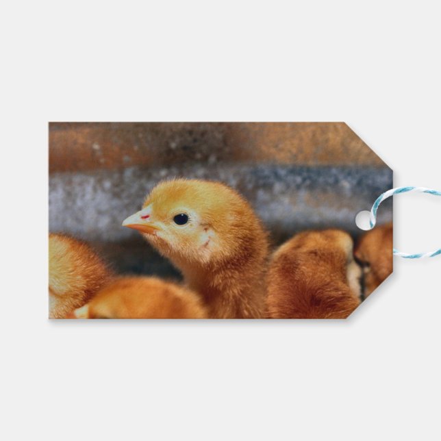 Peep peep gift tags (Front (Horizontal))