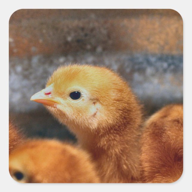 Peep peep square sticker (Front)