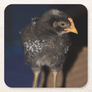 Peep Square Paper Coaster