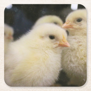 Peeps  square paper coaster