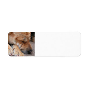 pei shar sleeping.png