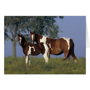 Peignez la jument et le poulain