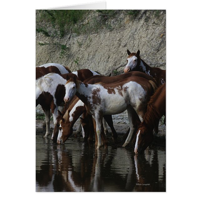 Peignez le boire de chevaux (Devant)