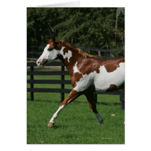 Peignez le cheval courant 1