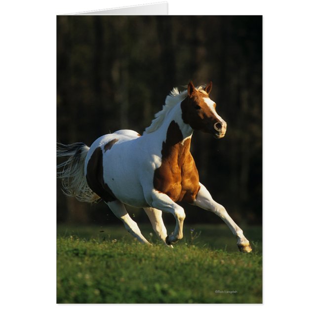 Peignez le cheval fonctionnant rapidement (Devant)