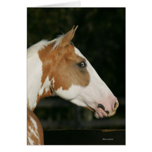 Peignez le Headshot 2 de cheval