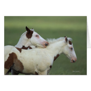 Peignez le jeu de poulains