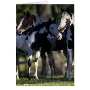 Peignez les chevaux