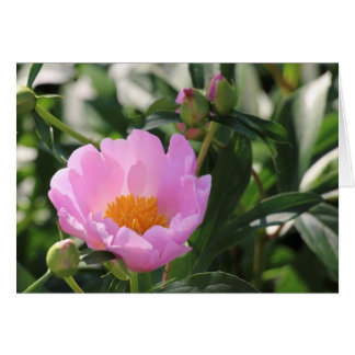 Peine rose et bourgeons