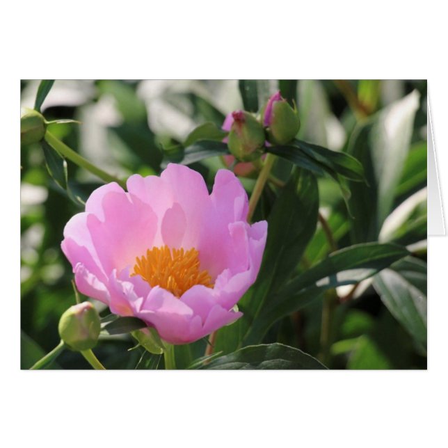 Peine rose et bourgeons (Devant Horizontal)