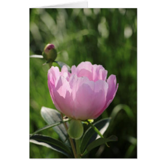 Peine rose unique