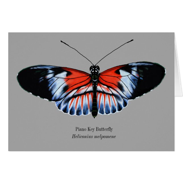 Peinture de papillon à clé de piano en noir, rouge (Devant horizontal)