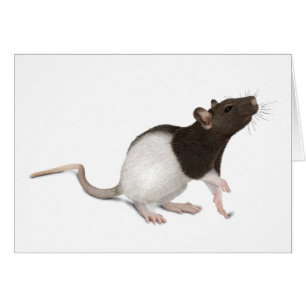 Peinture de rat pour animaux