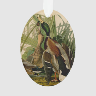Peinture d'oiseaux de Mallard Duck Audubon