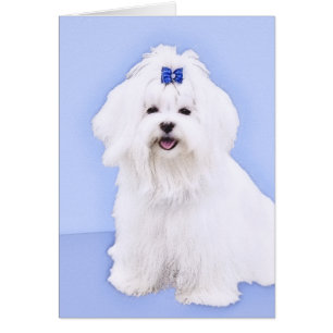 Peinture maltaise - Joli art original pour chien