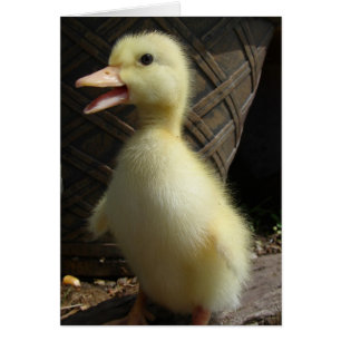 Pekin
