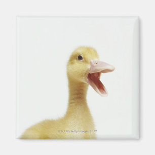 Pekin duck chick, head-shot magnet