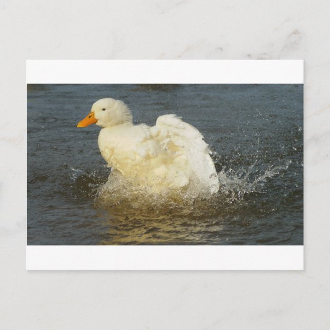 Pekin Duck IV Postcard (Front)