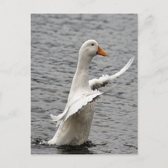 Pekin Duck Photo Postcard (Front)
